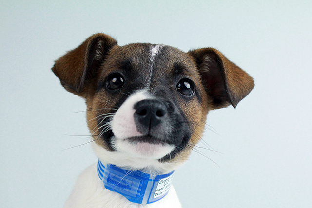 JACK RUSSELL TERRIER PUPPIES FOR SALE Image eClassifieds4u