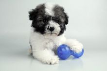 HAVANESE PUPPIES FOR SALE Image eClassifieds4u 2