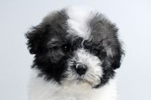 HAVANESE PUPPIES FOR SALE Image eClassifieds4u 1