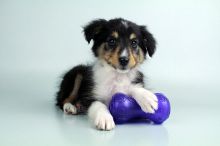 Shetland Sheepdog puppies for sale Image eClassifieds4u 2