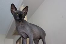 Beautiful Sphynx kittens Image eClassifieds4u 4