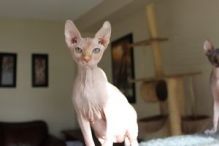 Beautiful Sphynx kittens Image eClassifieds4u 3