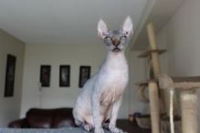 Beautiful Sphynx kittens Image eClassifieds4u 2