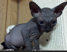 Beautiful Sphynx kittens Image eClassifieds4u 1