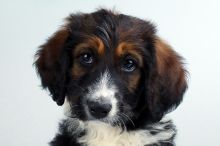 BERNADOODLE PUPPIES FOR SALE Image eClassifieds4u 1