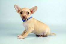 Beutifull Chihuahua Puppies for Sale Image eClassifieds4u 2