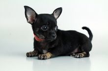 Beutifull Chihuahua Puppies for Sale Image eClassifieds4u 1