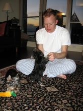 Chocolate and Gold Teacup Yorkie Puppy--a.mandabrenda292@gmail.com Image eClassifieds4U