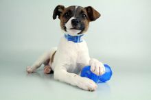 JACK RUSSELL TERRIER PUPPIES FOR SALE Image eClassifieds4u 2