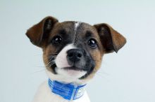 JACK RUSSELL TERRIER PUPPIES FOR SALE Image eClassifieds4u 1