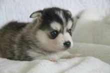 Pomsky puppies for Adoption ///nikikolopta22@gmail.com Image eClassifieds4U