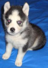 Pomsky Puppies Image eClassifieds4u 4