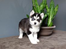 Pomsky Puppies Image eClassifieds4u 3