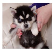 Pomsky Puppies Image eClassifieds4u 2