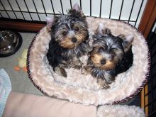 Purebred Yorkie Available---a.mandabrenda292@gmail.com Image eClassifieds4u 1