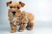 schnoodle puppies for sale Image eClassifieds4u 2