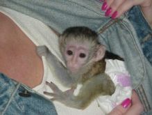 what a lovely pure home raised Capuchin monkey available (601) 617-1280 Image eClassifieds4U