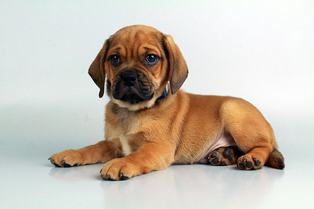puggle puppies for sale Image eClassifieds4u