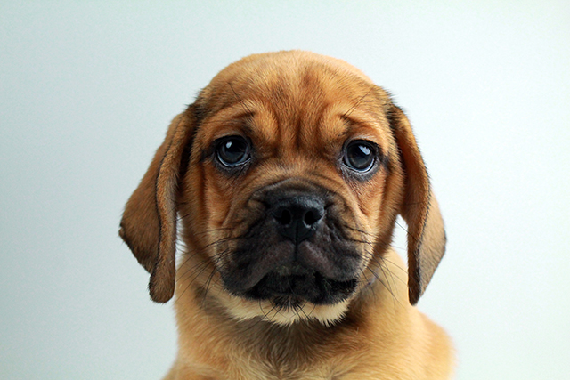 puggle puppies for sale Image eClassifieds4u