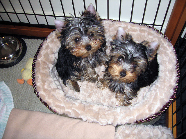 Purebred Yorkie Available---a.mandabrenda292@gmail.com Image eClassifieds4u