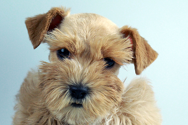 schnoodle puppies for sale Image eClassifieds4u