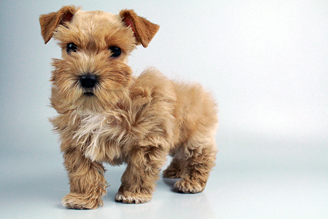schnoodle puppies for sale Image eClassifieds4u