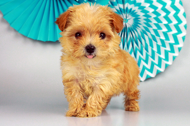 Yorkie poo puppies ready now Image eClassifieds4u