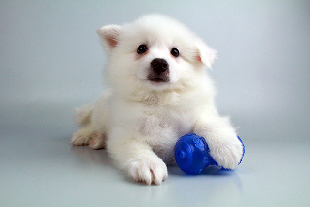 American Eskimo puppies for sale Image eClassifieds4u