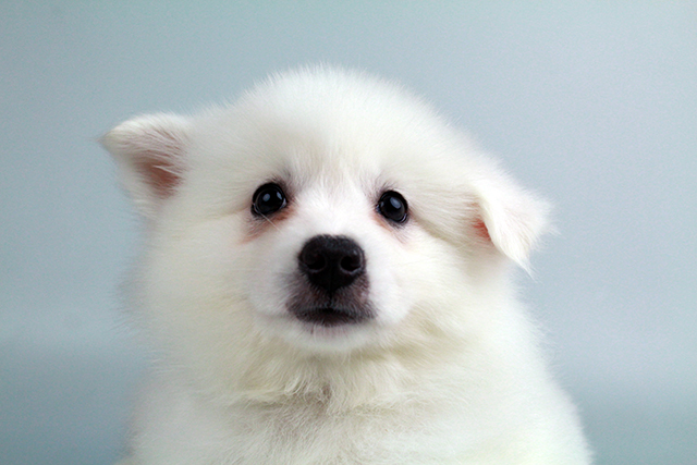American Eskimo puppies for sale Image eClassifieds4u