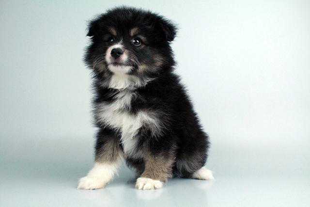 Australian Eskimo puppies for sale Image eClassifieds4u