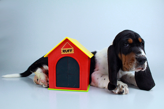 Basset Hound puppies for sale Image eClassifieds4u