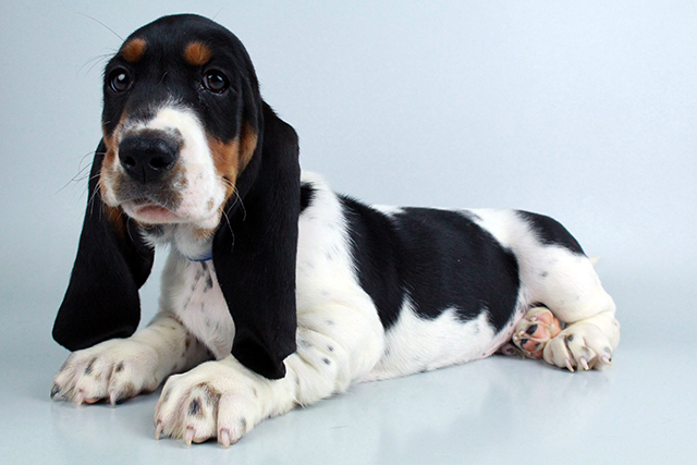 Basset Hound puppies for sale Image eClassifieds4u