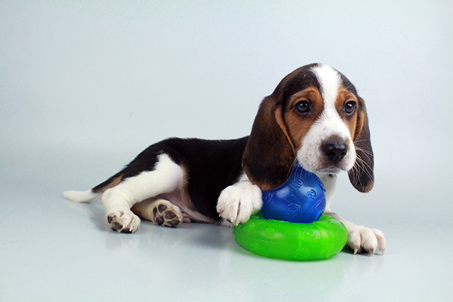 Beagle puppies for sale Image eClassifieds4u