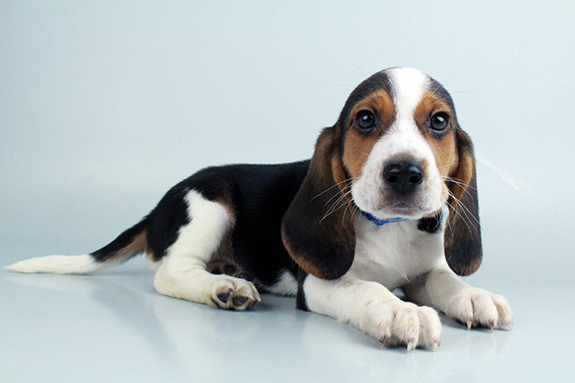 Beagle puppies for sale Image eClassifieds4u