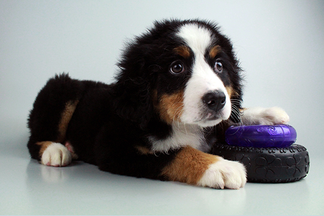 Bernese Mnt. Dog puppies for sale Image eClassifieds4u