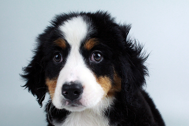 Bernese Mnt. Dog puppies for sale Image eClassifieds4u