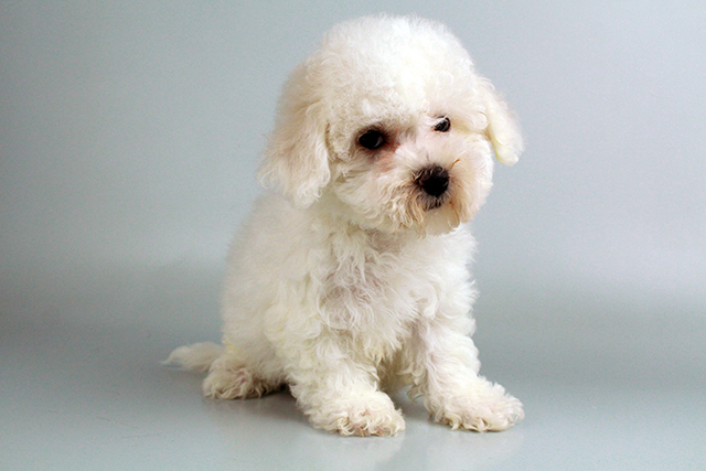 Bichon Frise puppies for sale Image eClassifieds4u