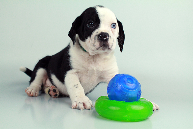 Boglen Terrier puppies for sale Image eClassifieds4u