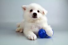 American Eskimo puppies for sale