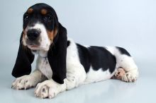 Basset Hound puppies for sale