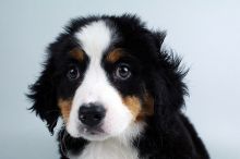 Bernese Mnt. Dog puppies for sale