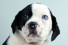 Boglen Terrier puppies for sale