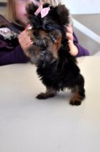 Teacup Yorkie Puppies for Re-homing