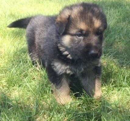 German shepherd puppy Image eClassifieds4u