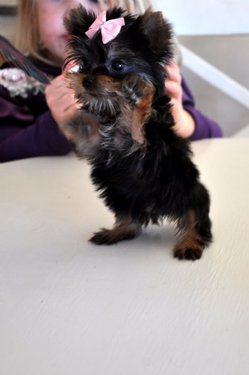 Home raised yorkie puppies for rehoming Image eClassifieds4u