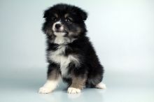 Australian Eskimo puppies for sale Image eClassifieds4u 2