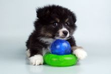 Australian Eskimo puppies for sale Image eClassifieds4u 1