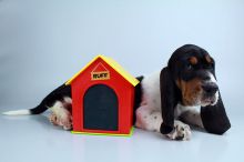 Basset Hound puppies for sale Image eClassifieds4u 2