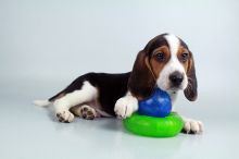 Beagle puppies for sale Image eClassifieds4u 1