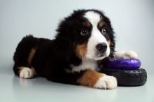 Bernese Mnt. Dog puppies for sale Image eClassifieds4u 2